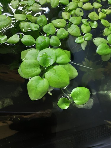 10x südamerikan froschbiss - südamerikan.,